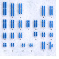 Autosomal DNA Testing