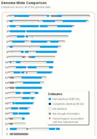 Dna Chart For Half Siblings