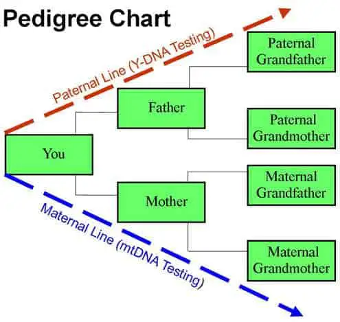 Paternal Family Tree Chart