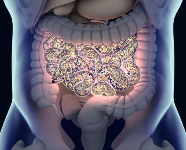 gut health