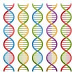 DNA basics