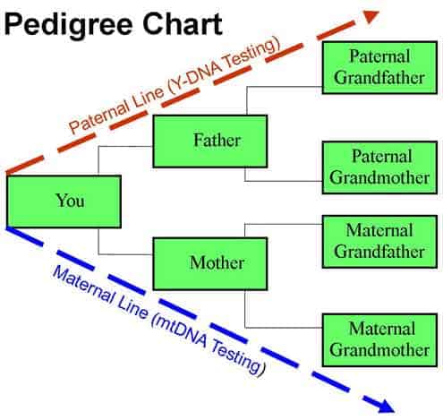 dna genealogy